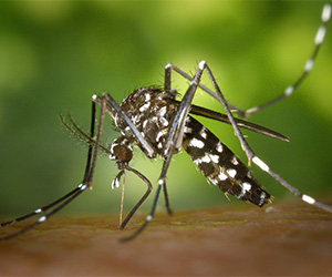 Preventing Mosquito Bites
